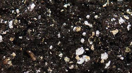 SUSTRATO PERLITA T HUMUS DE LOMBRIZ