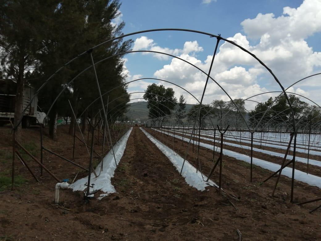 Macrotúnel Tradicional de Agrotúneles