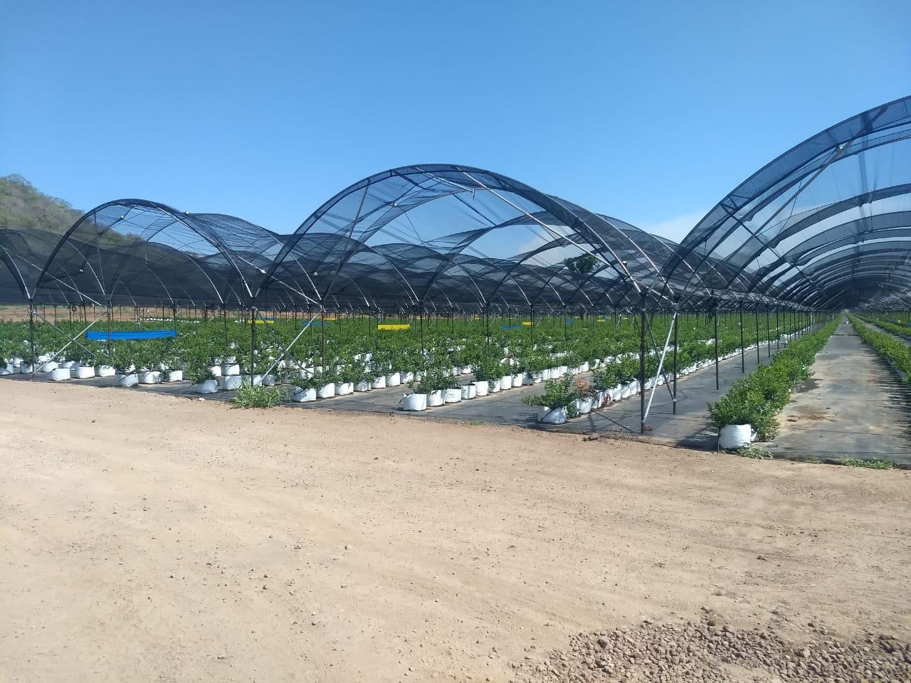 Macrotúnel Híbrido Reforzado de Agrotúneles