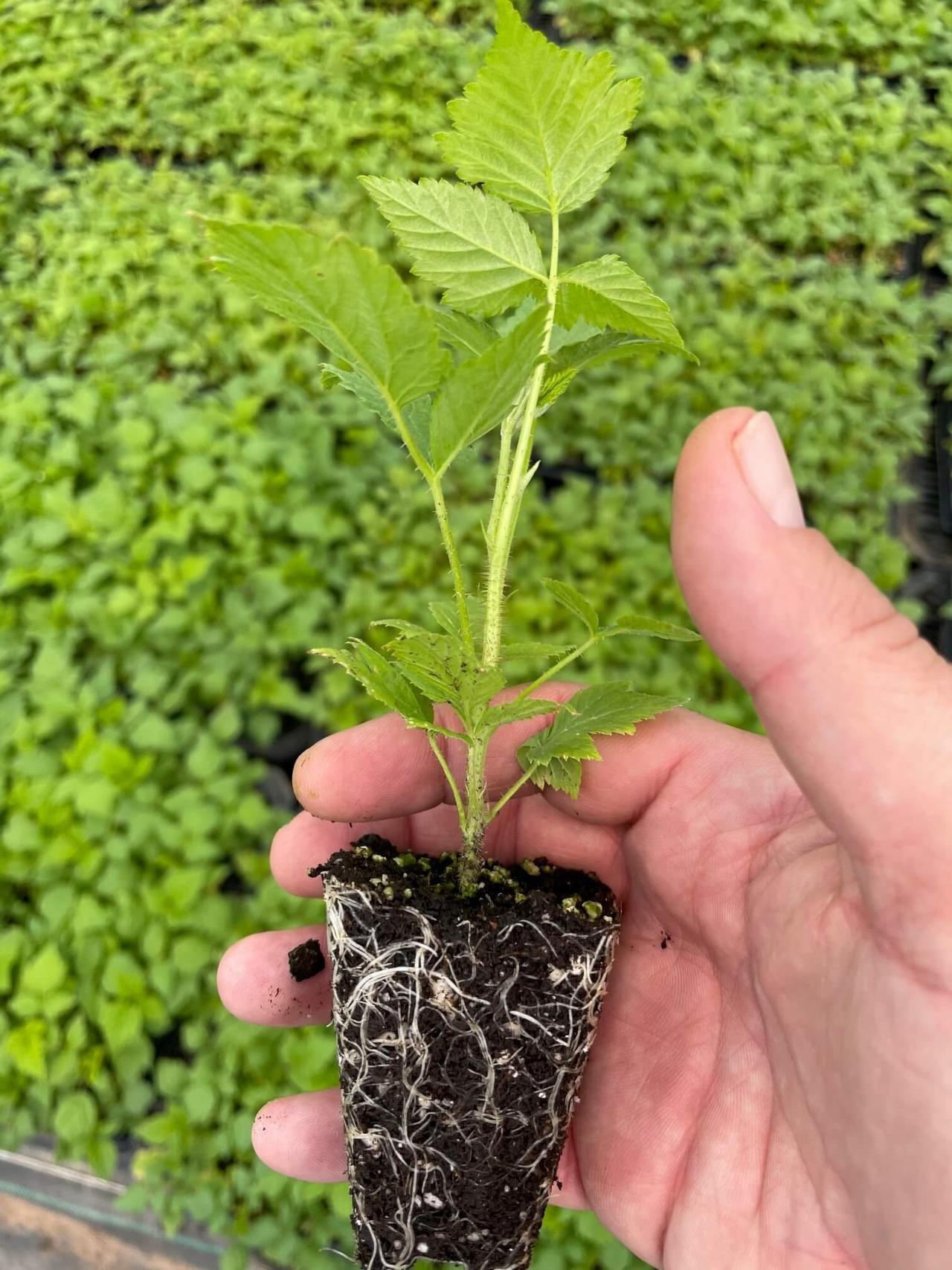 Plantula de frambuesa