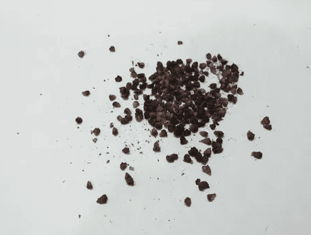 semilla de zarzamora