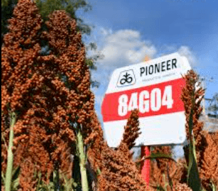 SEMILLA DE SORGO 84G04 PIONEER