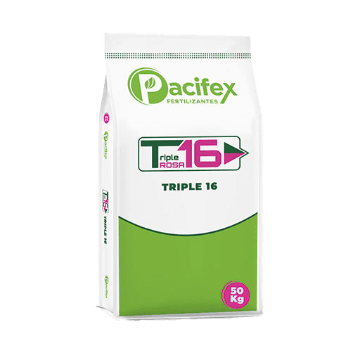 Triple Rosa 16 (16-16-16)